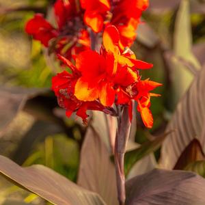 Canna x generalis 'Bronze Scarlet'