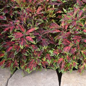 Solenostemon 'Chili Pepper'