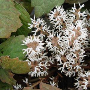 Pachysandra terminalis 