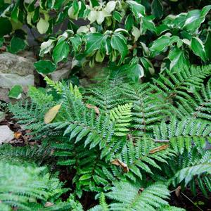 Polystichum polyblepharum 