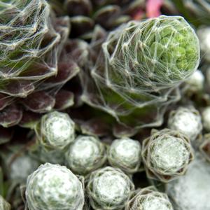 Sempervivum arachnoideum subsp. tomentosum 'Cobweb'