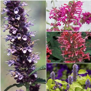 Agastache 'Multiple Varieties'