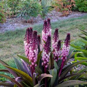 Eucomis 'Safari Adventure'