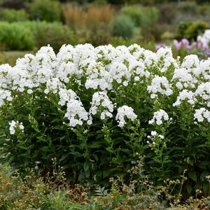 Phlox paniculata 'Backlight'