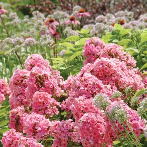 Phlox paniculata 'Light Pink'