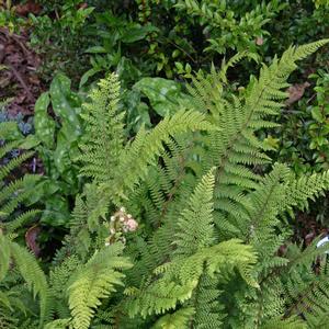 Polystichum setiferum 'Divisilobum'