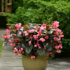 Begonia 'Rose Bronze Leaf'