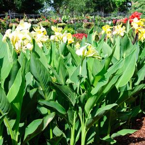 Canna x generalis 'Lemon'