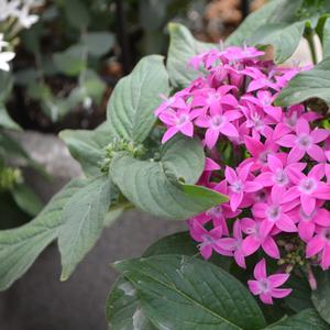 Pentas lanceolata 'Violet'