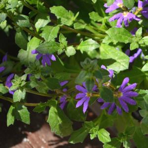 Scaevola 'Blue Violet'