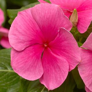 Catharanthus roseus 'Deep Strawberry'