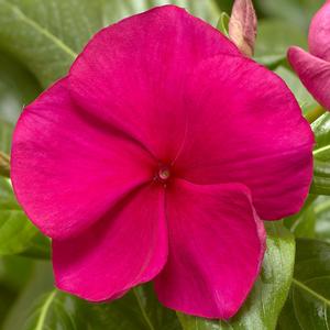 Catharanthus roseus 'Hotgenta'