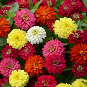 Zinnia marylandica 'Mixture'