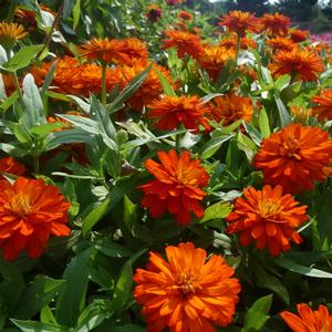 Zinnia marylandica 'Orange'