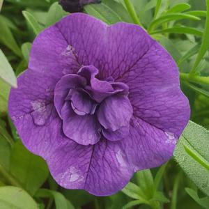 Calibrachoa 'Double Blue'