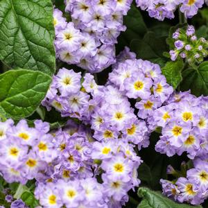 Heliotropium 'Augusta Lavender'