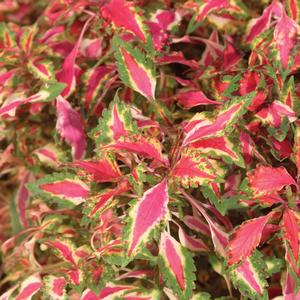 Solenostemon scutellarioides 'Pink Chaos'