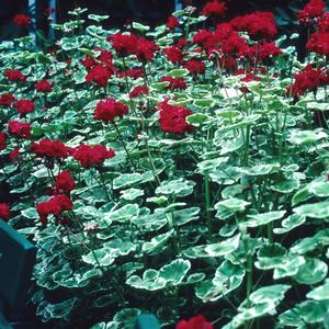 Pelargonium x hortorum 'Wilhelm Langguth'