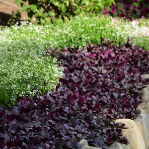 Alternanthera brasiliana 'Purple Prince'