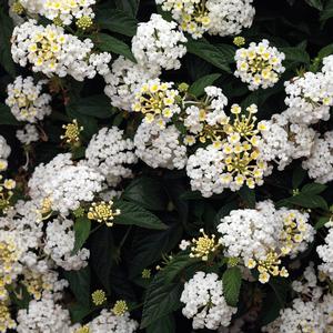 Lantana camara 'White'