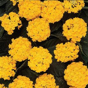 Lantana camara 'Yellow'