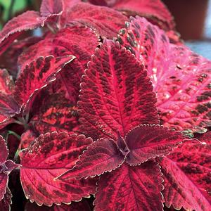 Solenostemon scutellarioides 'Kingswood Torch'