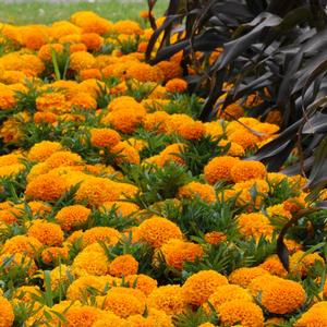 Tagetes erecta 'Orange'