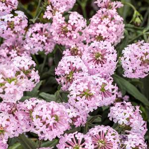 Verbena rigida 'Pink'