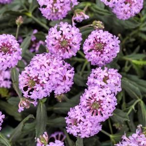 Verbena rigida 'Purple'