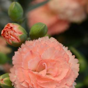 Dianthus caryophyllus 'Orange'