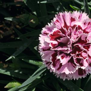 Dianthus caryophyllus 'Velvet + Red'