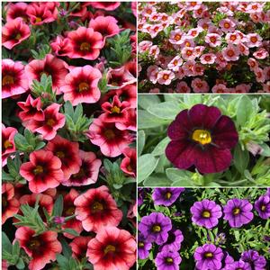 Calibrachoa 'Multiple Varieties'