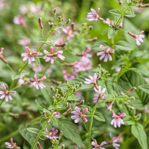 Cuphea ramosissima 'Fairy Dust Pink'