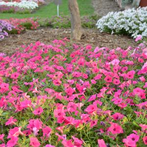 Petunia 'Fuchsia'