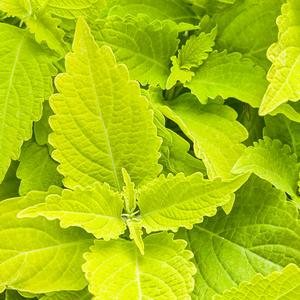 Solenostemon scutellarioides 'Lime Time'