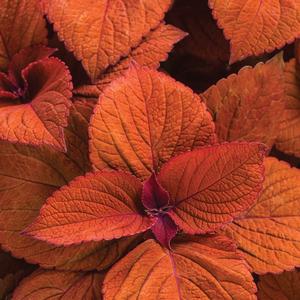 Solenostemon scutellarioides 'Sedona Sunset'