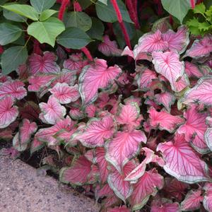 Caladium 'Sweetheart'