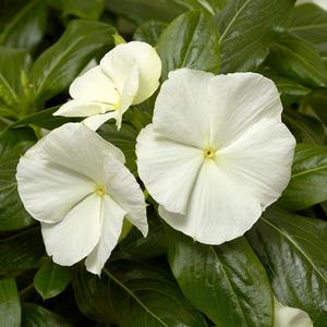 Catharanthus roseus 'Cascade White'