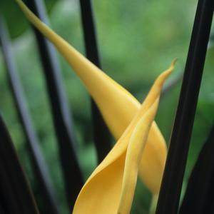 Colocasia esculenta 'Violet Stem'