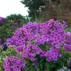 Phlox paniculata 'Purple Flame'