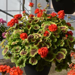 Pelargonium x hortorum 'Brocade Fire'