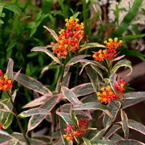 Asclepias curassavica 'Monarch's Banquet'