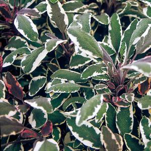 Salvia officinalis 'Tricolor'