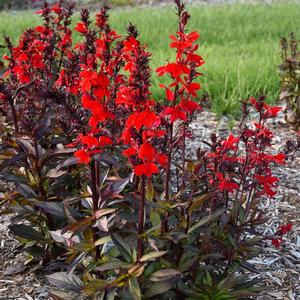 Lobelia x speciosa 'Scarlet Bronze Leaf'