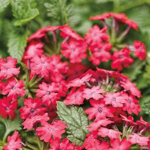 Verbena 'Iced Cherry'