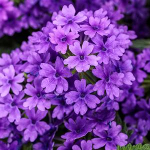 Verbena 'Imperial Blue'