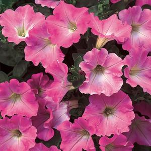 Petunia 'Giant Pink'