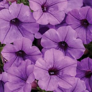 Petunia 'Indigo'