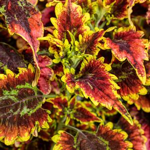 Solenostemon scutellarioides 'El Brighto'