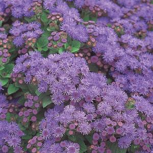 Ageratum houstonianum 'Blue'